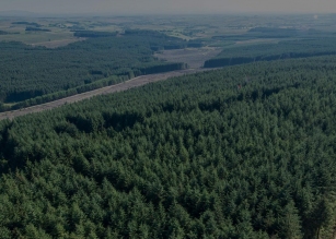 gallery/forestry